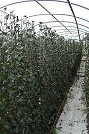 line of growing ivy screens in polytunnel